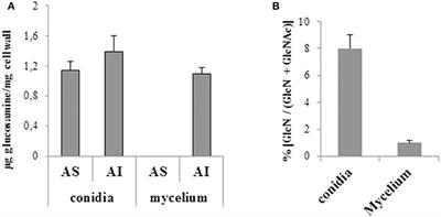 What Are the Functions of Chitin Deacetylases in Aspergillus fumigatus?